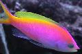   rengârenk Akvaryum Balıkları Pseudanthias fotoğraf