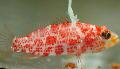 Aquarium Fische Highfin Perchlet Foto