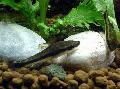 Aquarium Fishes Dwarf Otocinclus Photo