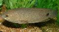 Photo Aquarium Tailspot bush fish characteristics and care