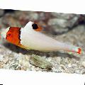 Photo Aquarium Bicolor parrot fish characteristics and care
