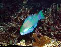 Photo Aquarium Bleekers parrotfish, Green parrotfish characteristics and care