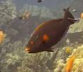 Aquarium Fishes Dusky parrotfish Photo