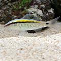 Aquarium Fishes Dash-and-dot goatfish (Yellow Back Goatfish) Photo