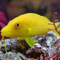 Photo Aquarium Goldsaddle goatfish (Yellow goatfish) characteristics and care