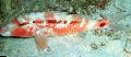 Aquarium Fishes Indian goatfish Photo