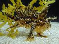 Aquarium Fische Sargassum Seeteufel (Sargassumfish) Foto