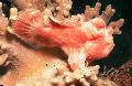 Photo Aquarium Painted Anglerfish (Painted frogfish) characteristics and care