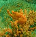   Spotted Freckled frogfish / Antennarius coccineus Photo