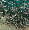 Les Poissons d'Aquarium Silure Corail Photo
