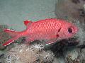 Photo Aquarium White-edged (Blotcheye Soldierfish) characteristics and care