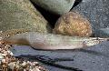 Les Poissons d'Aquarium Anguilles Spiney Photo