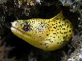 Aquarium Fishes Golden Moray Eel Photo
