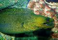 Photo Aquarium Green Eel characteristics and care