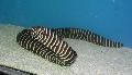Aquarium Fishes Zebra Moray Eel Photo