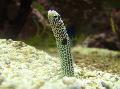 Aquarium Fishes Garden Eel Photo