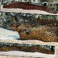 Photo Jeweled Moray Eel characteristics