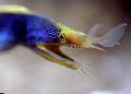Photo blue ribbon eel characteristics
