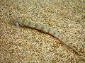 Photo Aquarium Filamented Sand Eel Diver (Spotted Sand Diver) characteristics and care