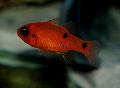 Aquarium Fishes Flame Cardinal Photo
