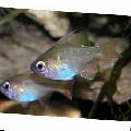 Aquarium Fishes Longspine Cardinalfish Photo