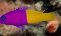 Aquarium Fische Bicolor Dottyback Foto