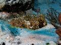 Foto Aquarium Web Burrfish Merkmale und kümmern