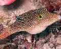 Photo Blue Spotted Puffer characteristics