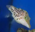 Aquarium Fishes Leopard Puffer Photo