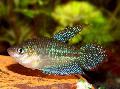   Motley Aquarium Fish Croaking gourami / Trichopsis vittata Photo