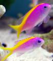 Aquarium Fishes Evansi Anthias Photo