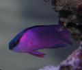 Photo Aquarium Black Cap Basslet characteristics and care