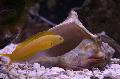Aquarium Fishes Canary Blenny Photo