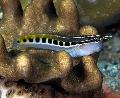 Aquarium Fishes Linear Blenny Photo