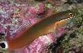 Aquarium Fishes Tail Spot Blenny Photo