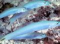 Photo Aquarium Bleu Goujon Dartfish les caractéristiques et un soins