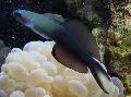 Foto Aquarium Blackfin Dartfish, Scissortail Goby Merkmale und kümmern