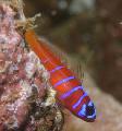 Photo Catalina Goby (Bluebanded Goby) description