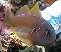Photo Clown Goby Brown characteristics