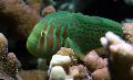 Photo Aquarium Clown Goby Green characteristics and care