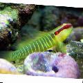 Aquarium Fishes Greenbanded Goby Photo