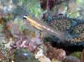 Photo Masked Goby (Glass Goby) characteristics