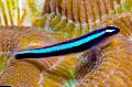 Photo Aquarium Neon Blue Goby characteristics and care