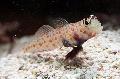 Photo Aquarium Orange Spotted Shrimp Goby characteristics and care