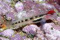 Photo Red Head Goby characteristics