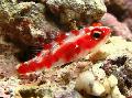 Aquarium Fische Red Spotted Goby Foto