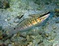 Photo Sleeper Banded Goby description