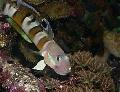 Aquarium Fishes Ward's sleeper (Tiger Watchman Goby) Photo