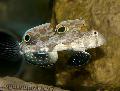 Aquarium Fishes Two Spot Goby Photo