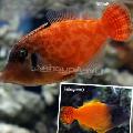 Photo Aquarium Colored Filefish characteristics and care